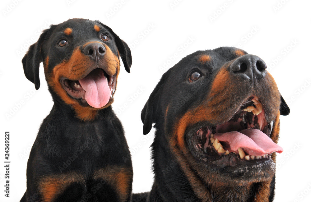 Fototapeta premium rottweiler adulte et chiot