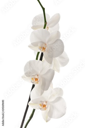 Fototapeta Naklejka Na Ścianę i Meble -  White orchid isolated on white background