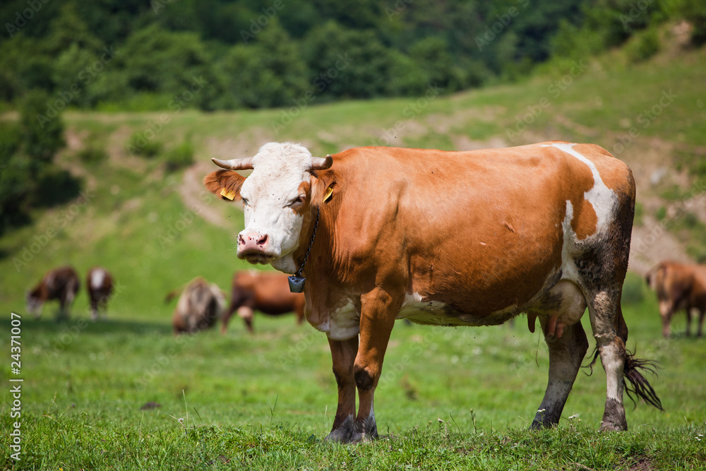 Cow on a field Cow on a field