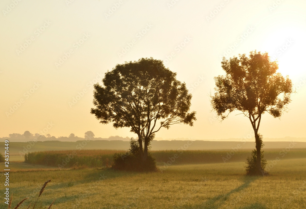 Obraz premium Trees in the Morning