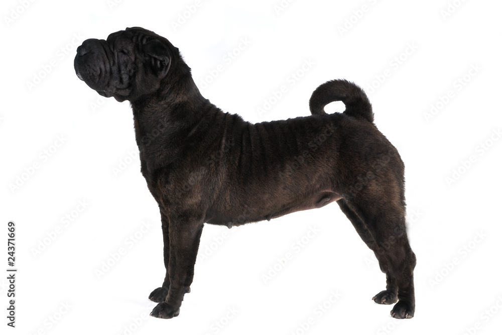Obraz premium Shar-Pei Dog Show Stack on white