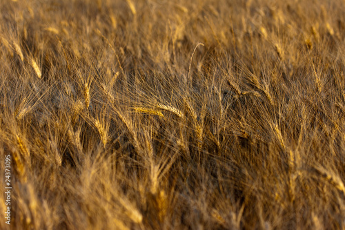 field of wheat ears at sunset