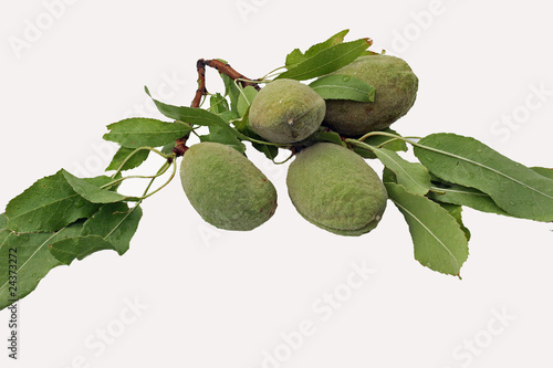 4 amandes photo