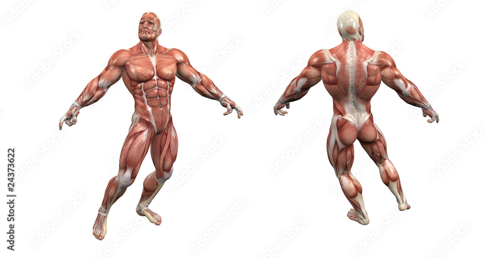 Modello Anatomico Muscolare Modello Anatomico Muscolare