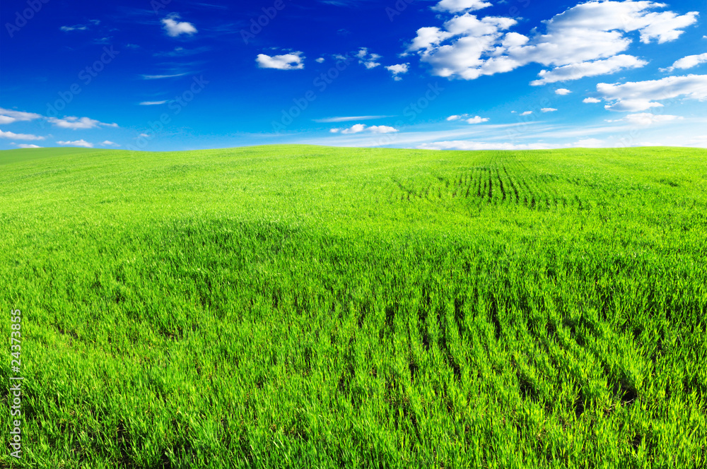 Naklejka premium spring field