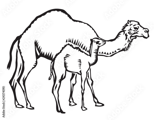 mother and child camels