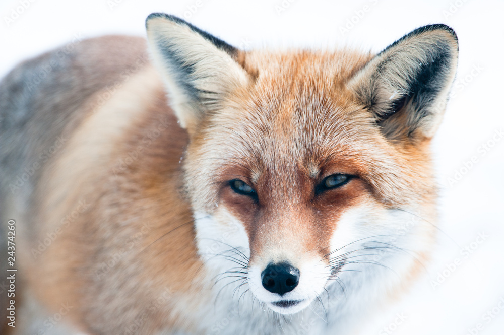 Obraz premium red fox close up