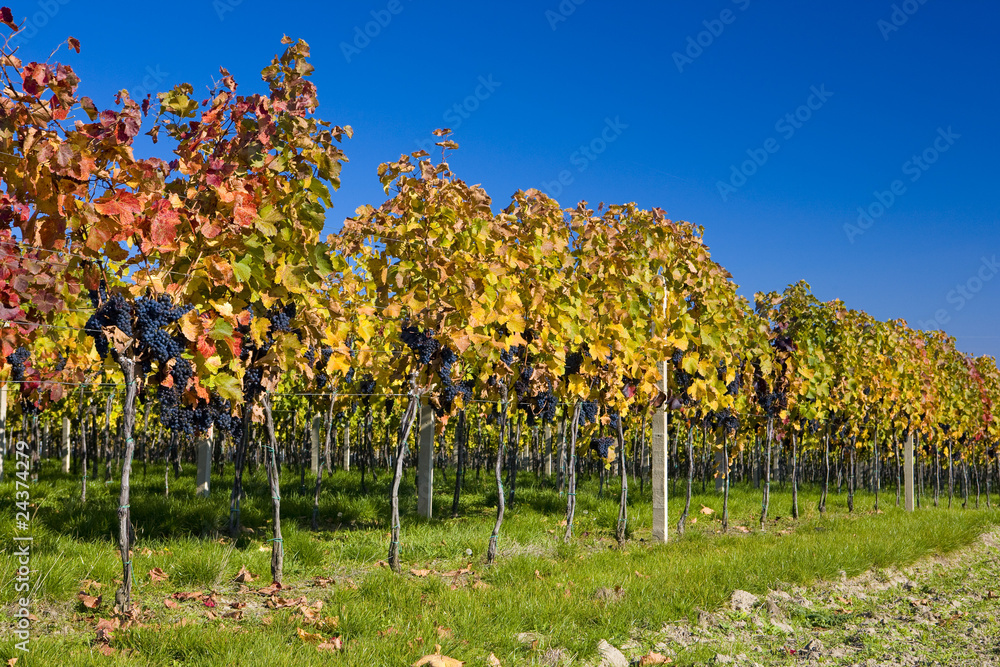 vineyard, Czech Republic