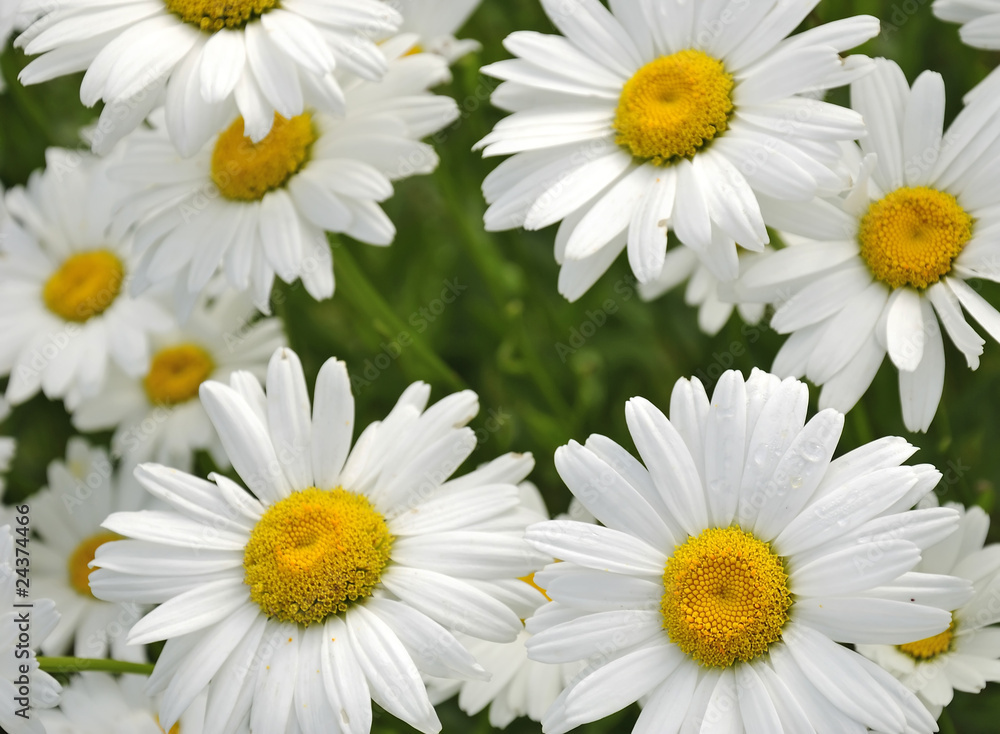 Fototapeta premium Garden daisy meadow