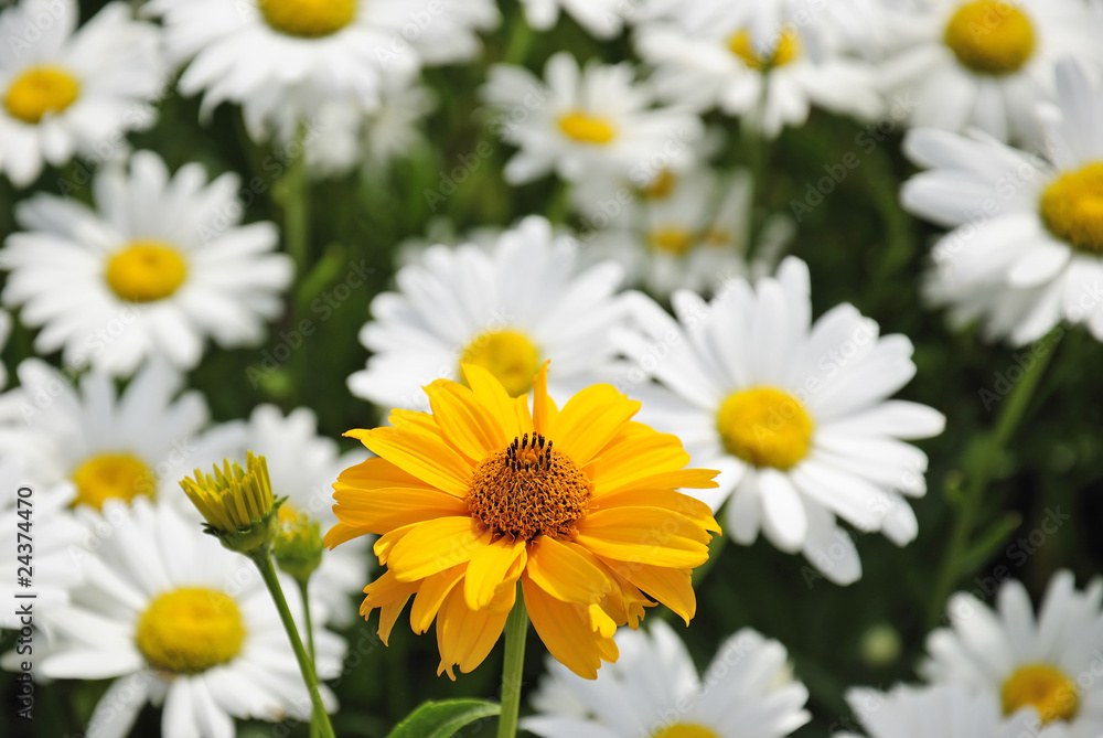 Yellow daisy flower on a white daisies background Yellow daisy flower on a white daisies background