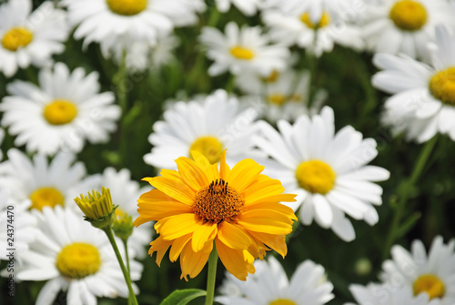 Yellow daisy flower on a white daisies background