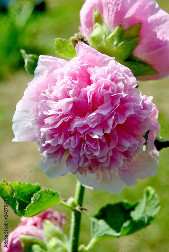 Pink Hollyhock photo