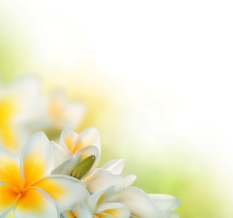Frangipani Spa Flowers border.Plumeria