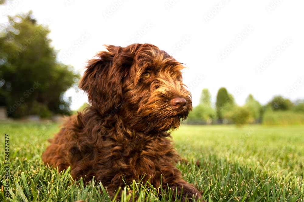 Fototapeta premium Australian Labradoodle