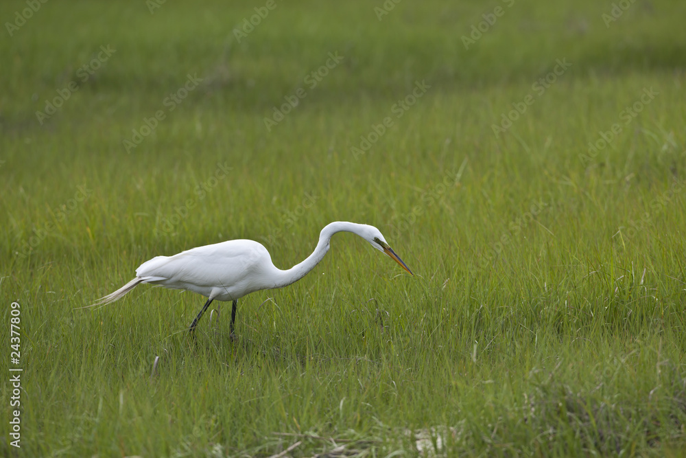 Fototapeta premium Great Egret (Ardea alba) hunting fish in grass