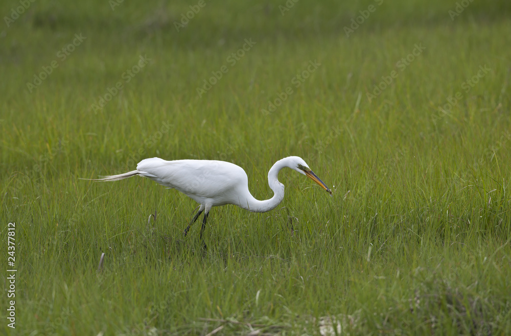 Fototapeta premium Great Egret (Ardea alba) hunting fish in grass