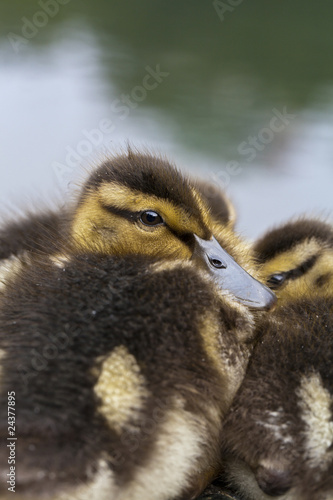 Baby Mallard ducks huddled on rocks in Central Park