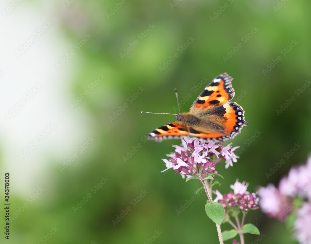 Small Tortoiseshell Butterfly Small Tortoiseshell Butterfly