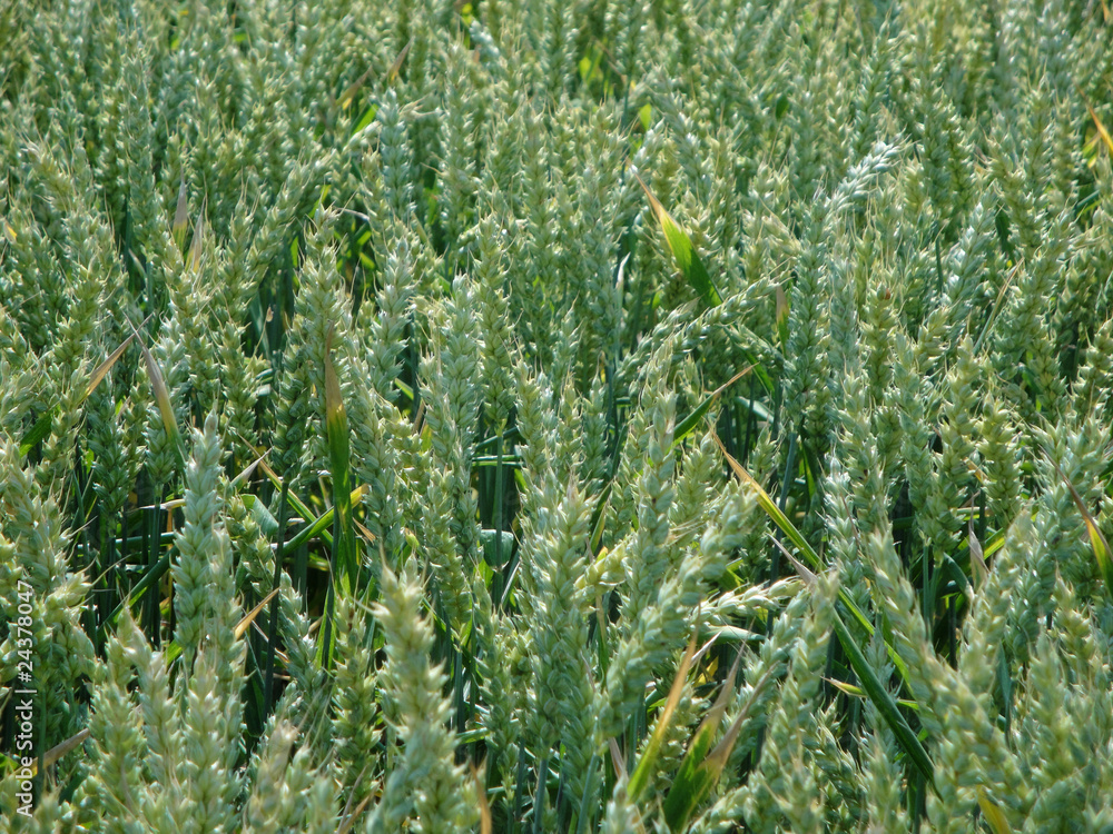 field of wheath 2