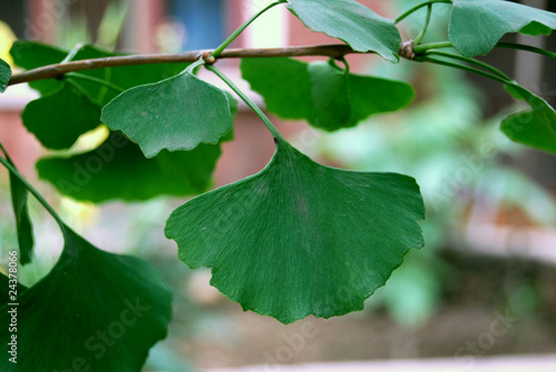 ginkgo