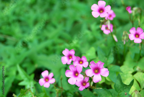 Red Woodsorrel