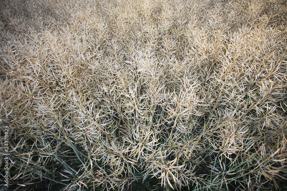 Plantes Plantes