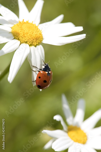 Ladybird sitting on a daisy. Macro photo.