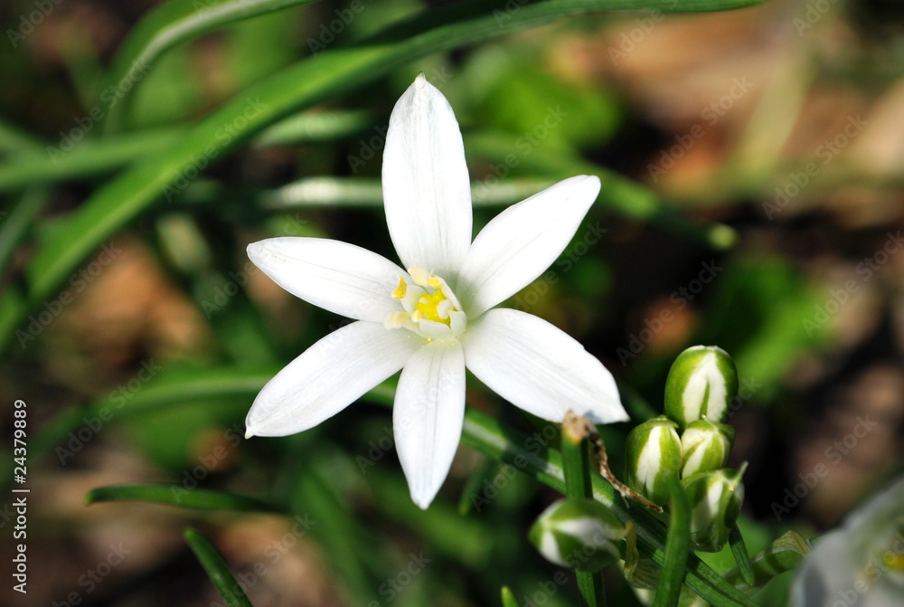 Flower Flower