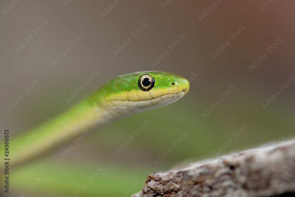 Green Snake Green Snake