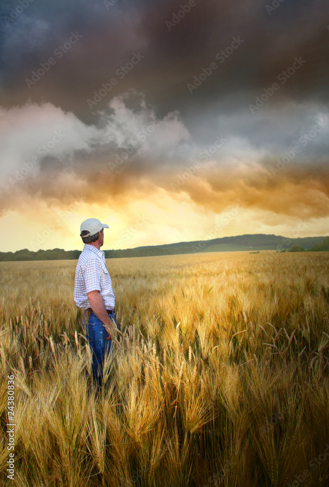 Man standing in a field of wheat Man standing in a field of wheat