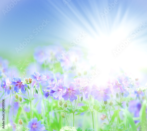 Fototapeta Naklejka Na Ścianę i Meble -  early summer flowering geranium