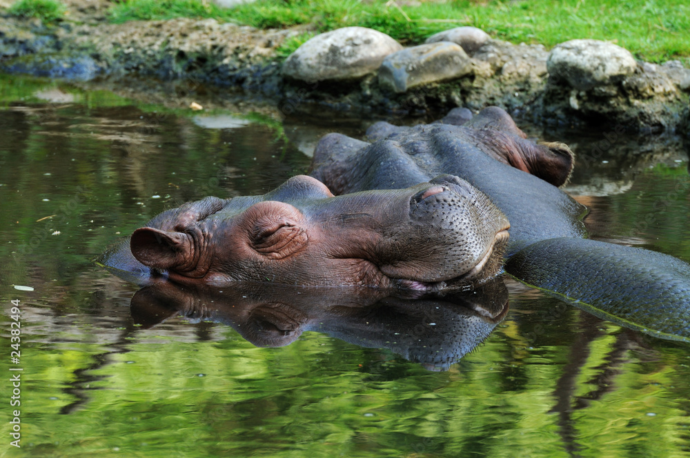 Fototapeta premium Fat Nap