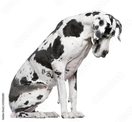 Great Dane Harlequin sitting in front of white background photo