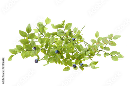 Bilberries and the branch of an bilberry bush