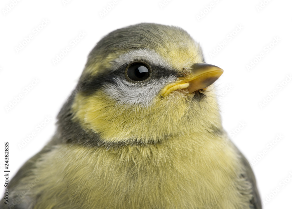 Naklejka premium Young Blue Tit, Cyanistes caeruleus, 23 days old