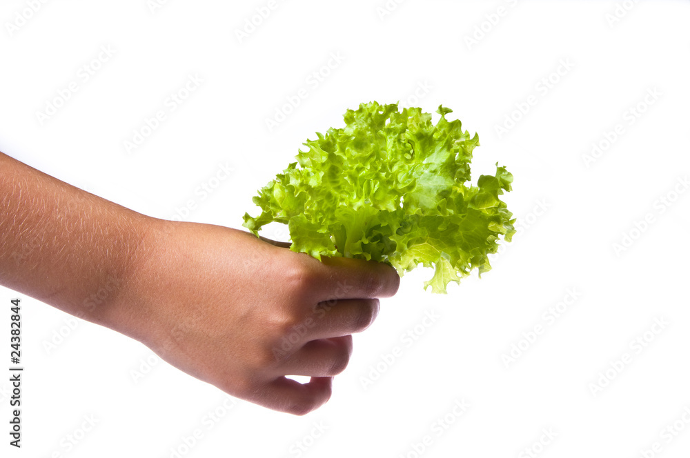 Fresh letuce in the girl's hand