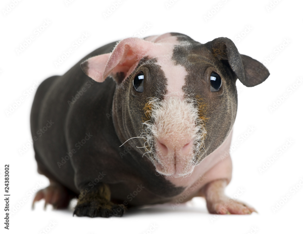 Hairless Guinea Pig in front of white background