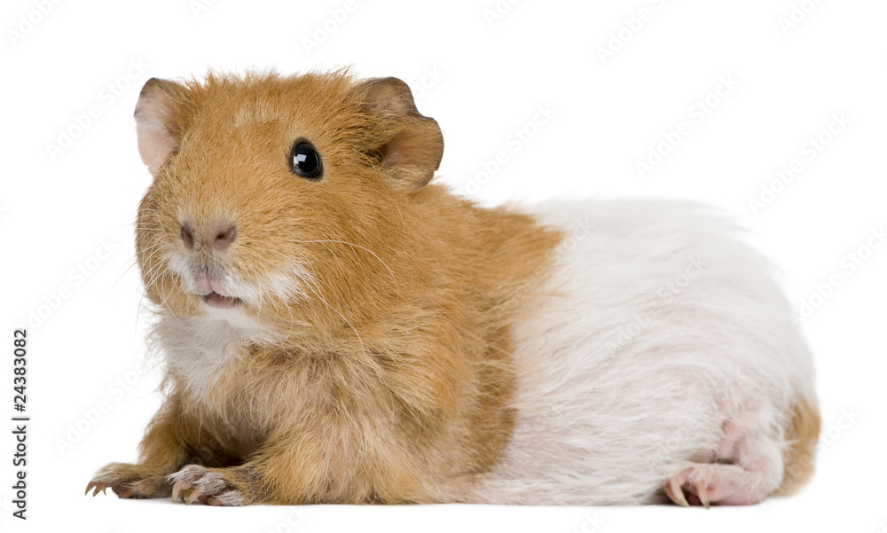 Guinea pig in front of white background Guinea pig in front of white background