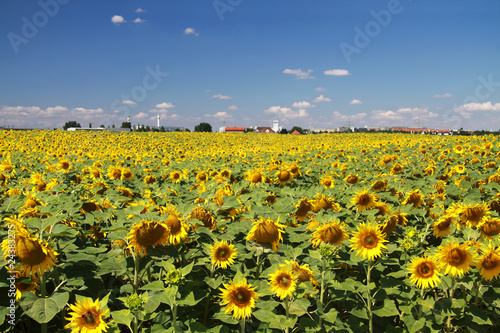 Sonnenblumen