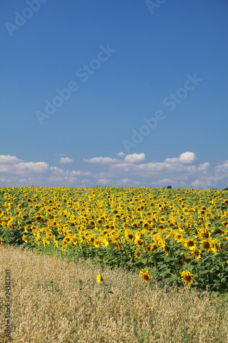 Sonnenblumen