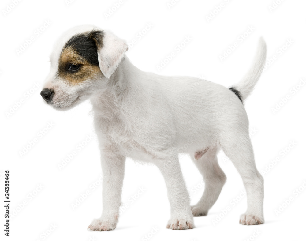Parson Russell Terrier puppy standing
