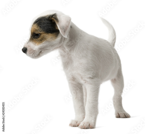 Parson Russell Terrier puppy standing