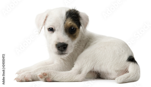 Schilderij op canvas Parson Russell Terrier puppy lying in front of white background