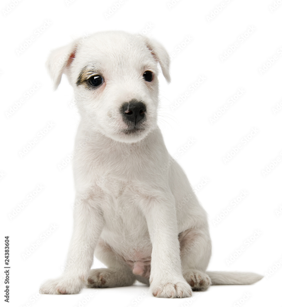 Parson Russell Terrier puppy sitting