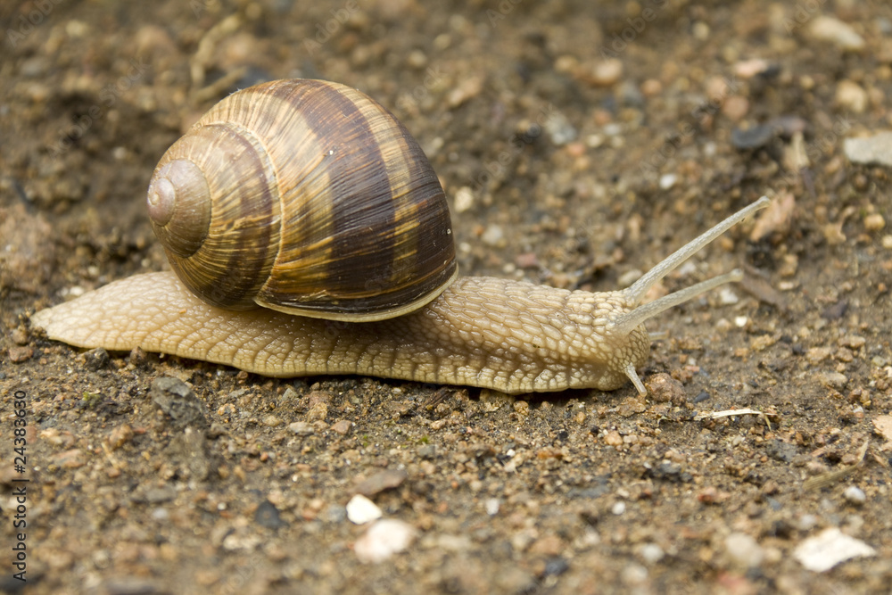 Detail of the Snail on the Earth