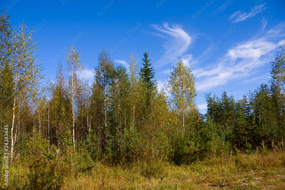 Autumn forest in warm sunny day
