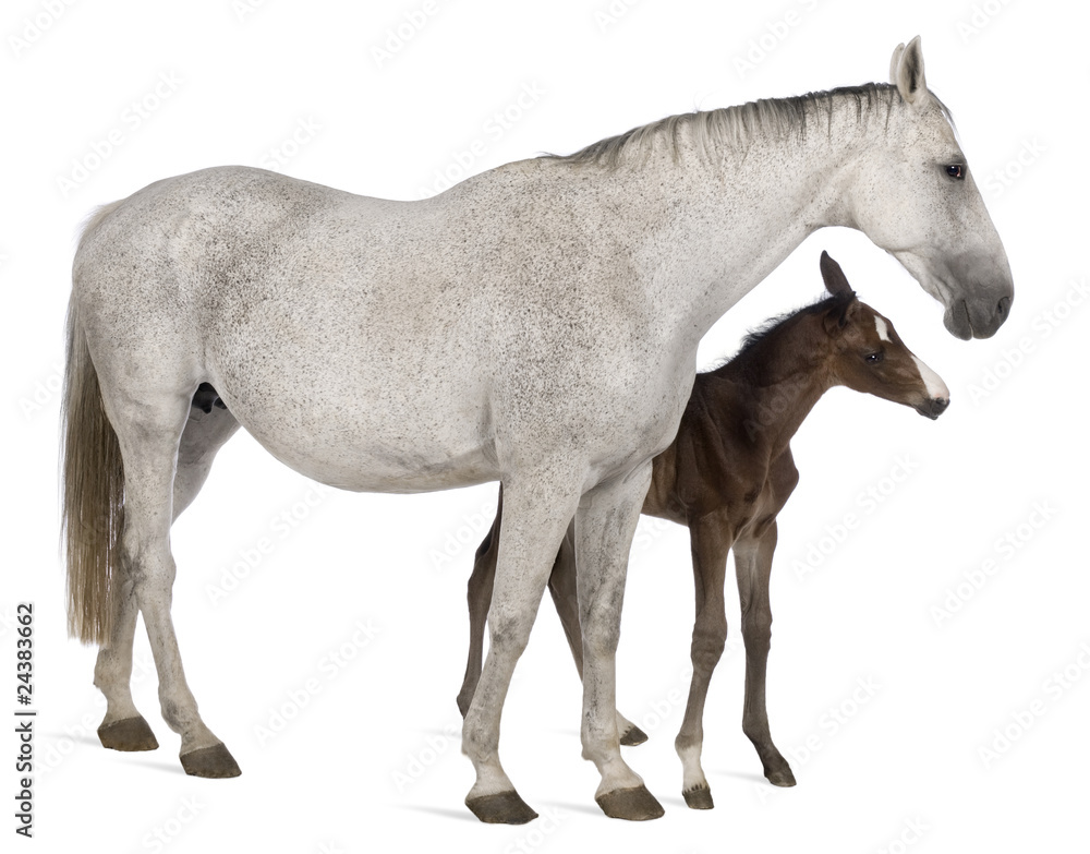 Obraz premium Mare and her foal, 14 years old and 20 days old, standing in fro