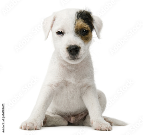 Parson Russell Terrier puppy sitting © Eric Isselée