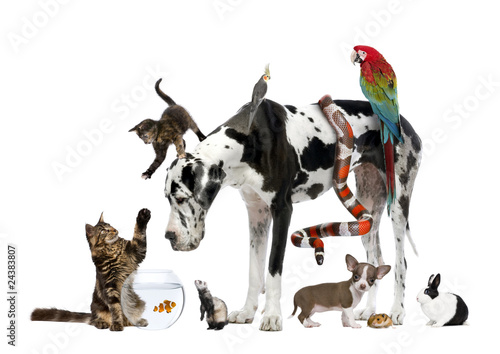 Group of pets together in front of white background