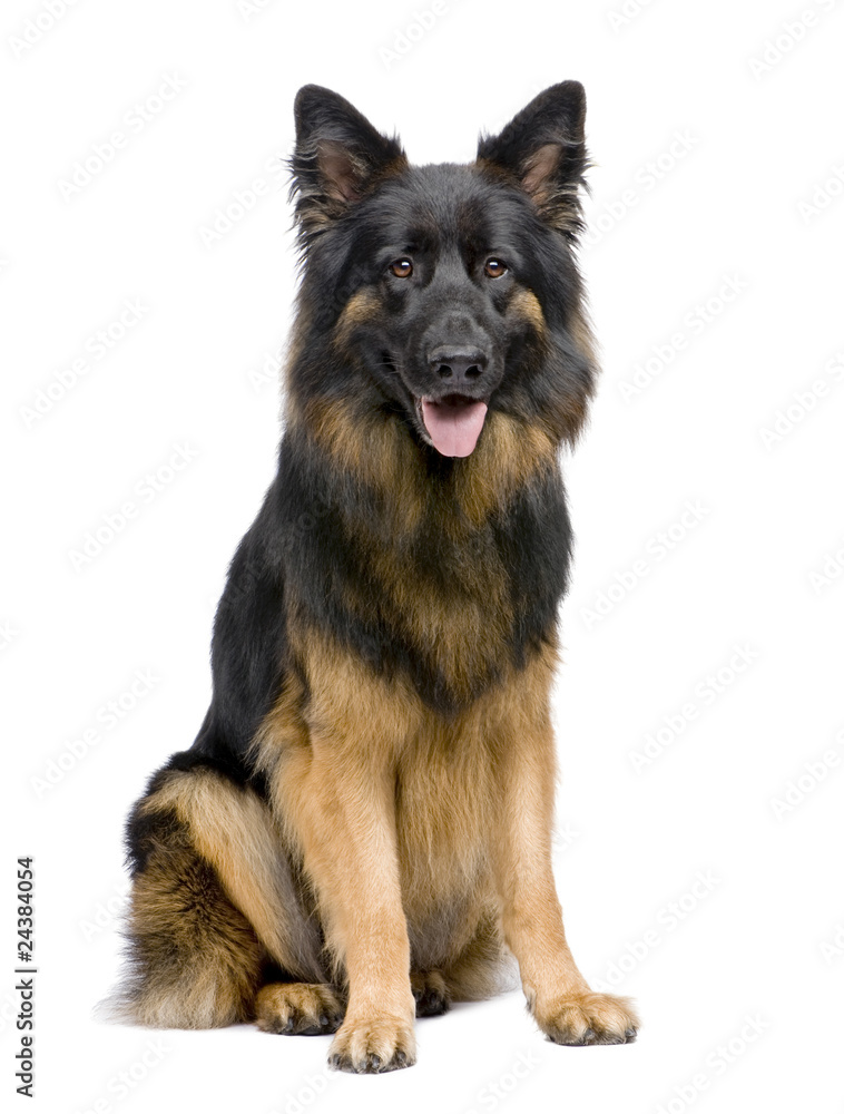 German Shepherd, 3 years old, sitting German Shepherd, 3 years old, sitting